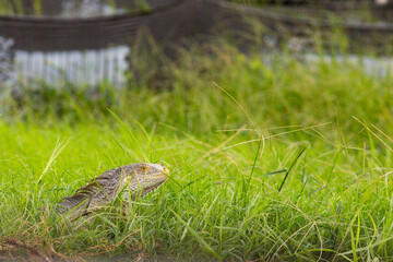 Photo of iguana with copy space.