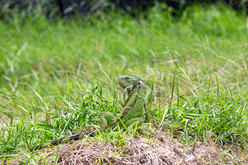 Photo of iguana with copy space.
