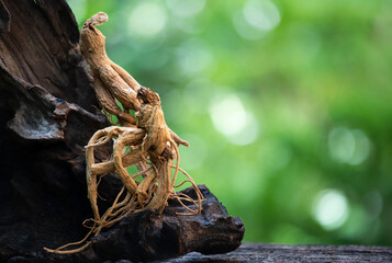 Ginseng or Panax ginseng dried roots on natural background.