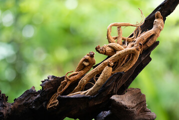 Fototapeta premium Ginseng or Panax ginseng dried roots on natural background.