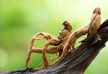 Ginseng or Panax ginseng dried roots on natural background.