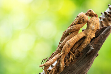 Ginseng or Panax ginseng dried roots on natural background.