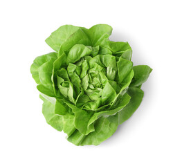 Fresh Boston lettuce on white background