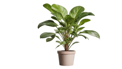 Obraz premium plant in a pot isolated on white background , transparent png image