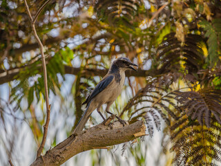 Scrub jay perched on a tree limb