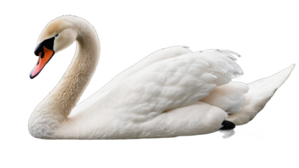 swan  isolated on white background , transparent png image