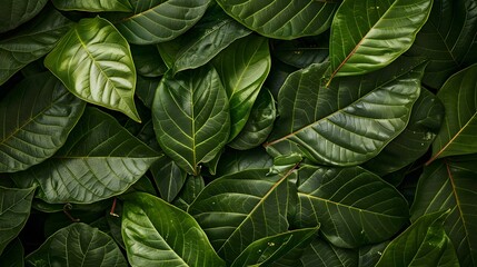 Fototapeta premium green guava background. 