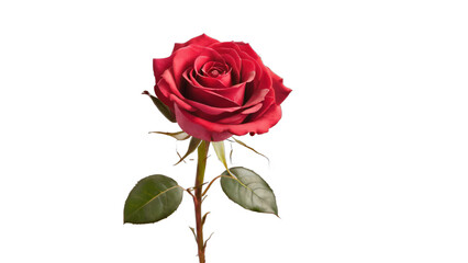 single red rose isolated on white background , transparent png image