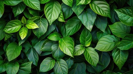Background of green leaf wall
