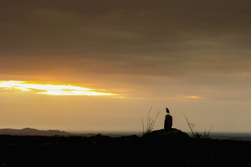 Silhouette of a small bird perched on a rock at sunset on the Colombian plains