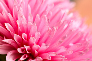 Macro view of pink aster flower as background
