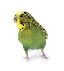 Beautiful bright parrot on white background. Exotic pet