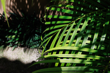 tropical plants. Caribbean garden. Dominican flowers