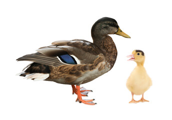 Duck and small fluffy duckling on white background