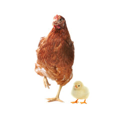 Chicken with cute chick on white background