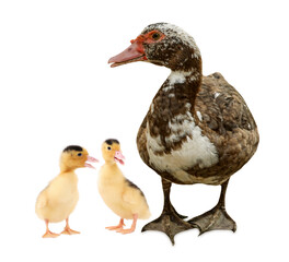 Duck and small fluffy ducklings on white background