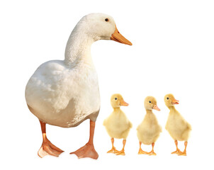 Duck and small fluffy ducklings on white background
