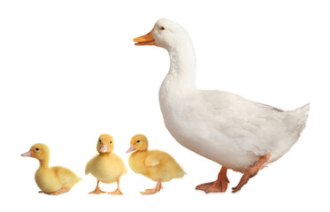 Duck and small fluffy ducklings on white background