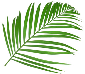 Obraz premium One green coconut palm leaf isolated on white