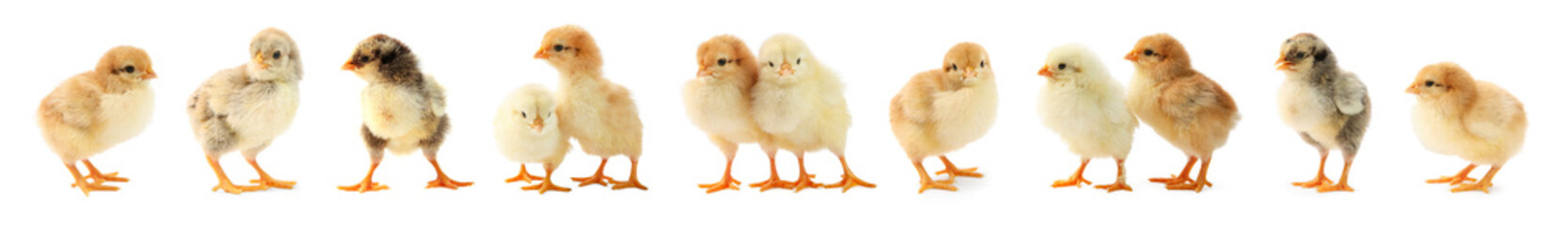 Cute fluffy chicks on white background. Baby animals