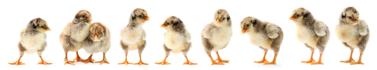 Cute fluffy chicks on white background. Baby animals