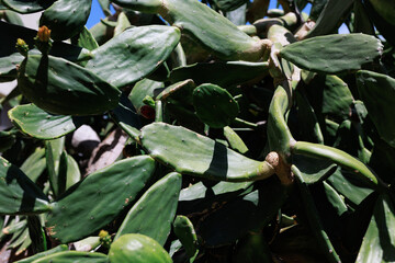 tropical plants. Caribbean garden. Dominican flowers