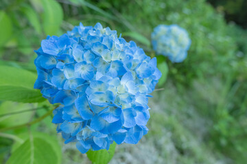 青いあじさいの咲き誇る姿