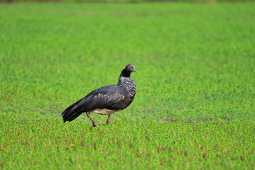 anhuma (Anhima cornuta)