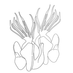 Black-and-white line drawing of a unique plant devil’s hand Chiranthodendron flower with elongated filaments and bulbous bases. Botanical illustrations, educational materials and artistic projects
