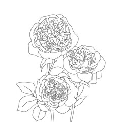 Detailed line drawing of three blooming flowers with intricate petal and leaf designs, perfect for botanical studies, educational materials, coloring pages, and nature-themed art projects