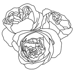 sketch of a rDetailed Line Art Illustration of Three Blooming Juliet Rose Flowers with Intricate Petals, Coloring Books, Art Projects, Design Elements. Black and White Outline for Creative Uses, Caose