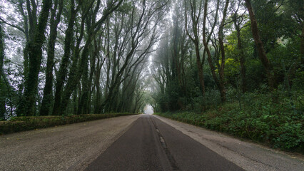 Road through forest on a foggy day, Erice, Sicily, Italy