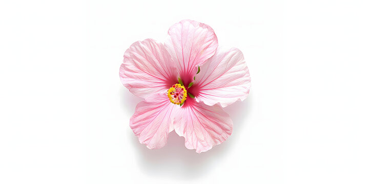 Flor de hibisco rosa tropical em fundo branco