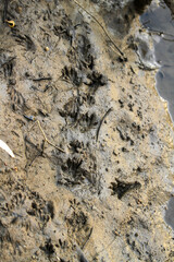 Rakali water rat footprints in the mud on the banks of the Murray River