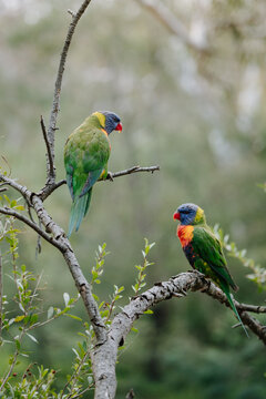 Two rainbow lorikeets perched on branch with blurred background