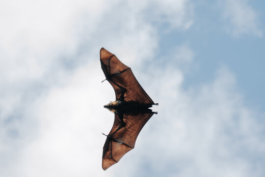 Fruit bat with wings spread flying though the air