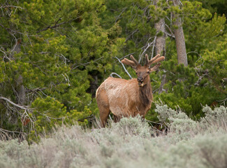 a bull elk in the sage brush