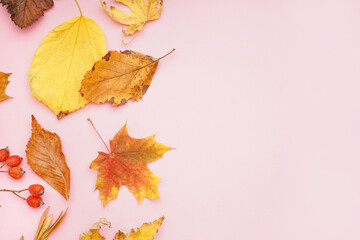 Autumn leaves with viburnum berries on pink background