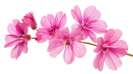 Fototapeta premium Beautiful Pink Flowers on White Background, Generative AI