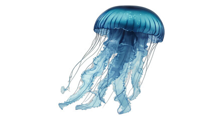 jellyfish isolated on white background , transparent png image