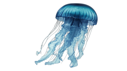jellyfish isolated on white background , transparent png image