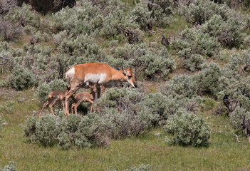 Naklejka premium twin pronghorn babies in the sage brush