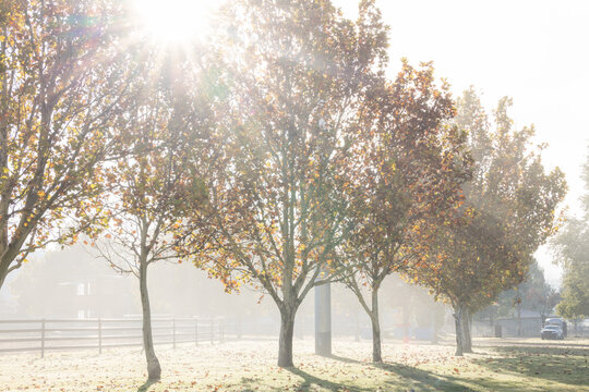 Sunlight filtering through row of deciduous trees in Autumn