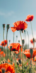 Obraz premium Campo de Papoulas Vermelhas sob Céu Azul Claro