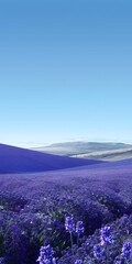 Campo de lavanda em flor sob um céu azul claro
