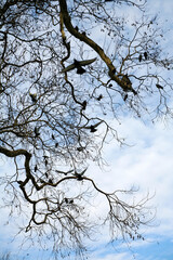 close up large tree branches and group of pigeons over sky