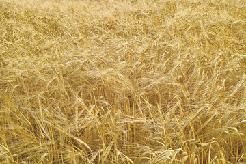 Field, wheat and crop in outdoor nature, agriculture and raw food ready for harvesting in farm. Plants, organic and grain production in countryside landscape, growth and ecosystem for sustainability