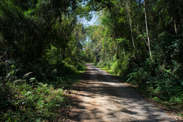 Estrada pela floresta