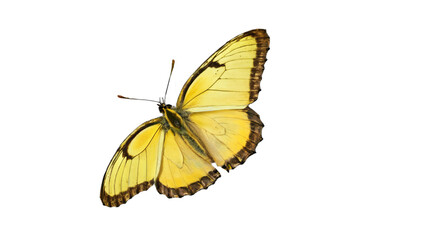Naklejka premium yellow butterfly isolated on white background , transparent png image