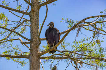 Black Vulture sitting on a tree branch at Orlando Wetlands in Cape Canaveral.